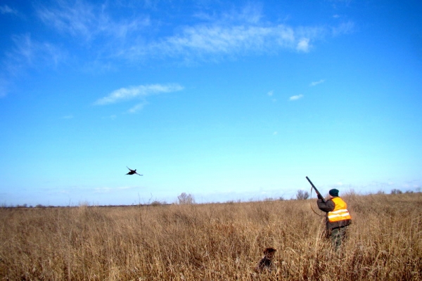 Obilje fazanske divljači u lovištu