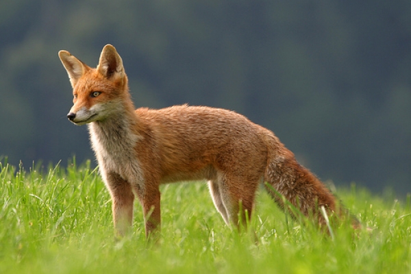 Za vrijeme ljeta pojačan odstrel lisica