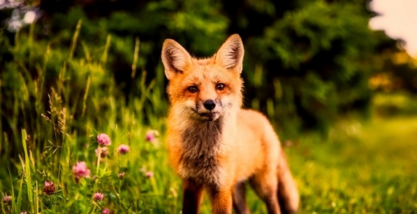 Natječaj za smanjenje brojnog stanja lisica i čagljeva